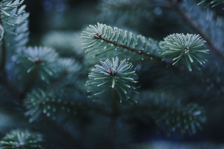Close-up of flowers against blurred background