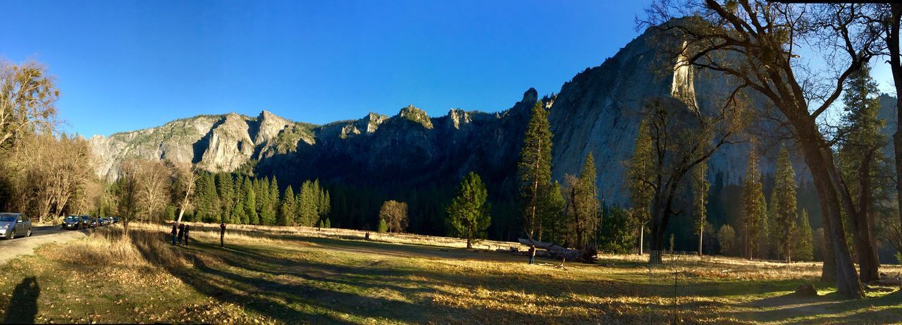 Panoramic shot of trees on field against sky