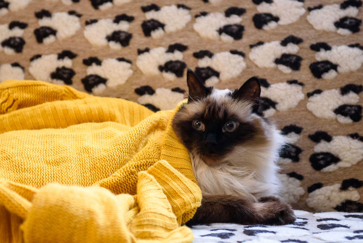 Portrait of cat relaxing on sofa at home