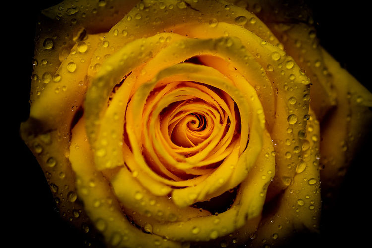 Close-up of wet yellow rose