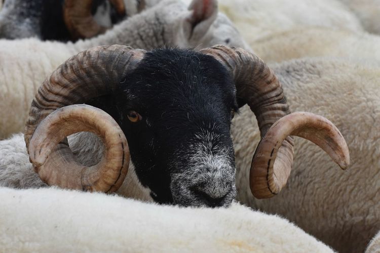 Close-up of portrait of sheep with curly horns