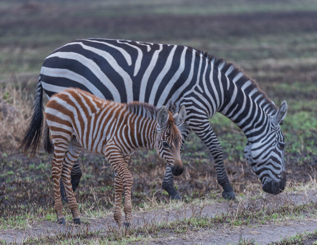 Zebras in a zebra