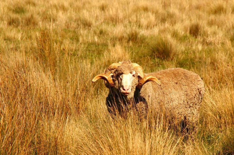 View of ram on grassy field