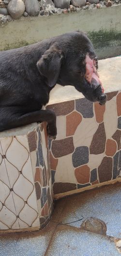 Side view of black dog eating outdoors
