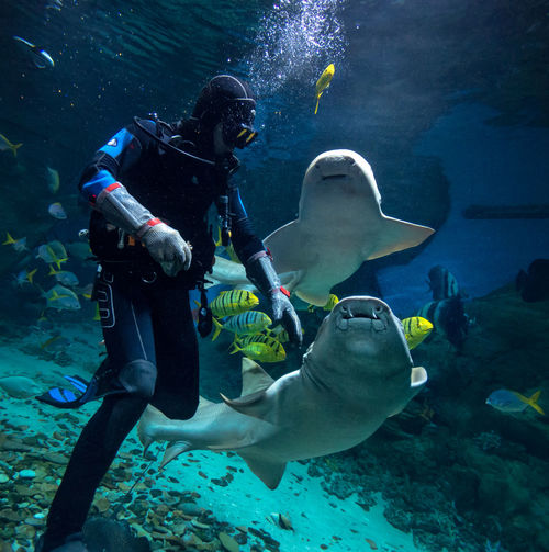 Person scuba diving with sea life at okeanarium