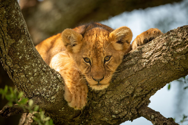 Portrait of lion cub resting on tree trunk