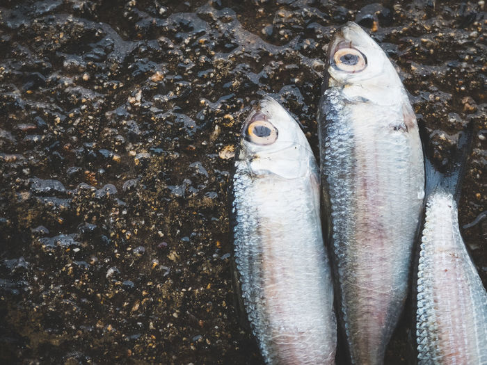 Directly above view of dead fishes on wet rock