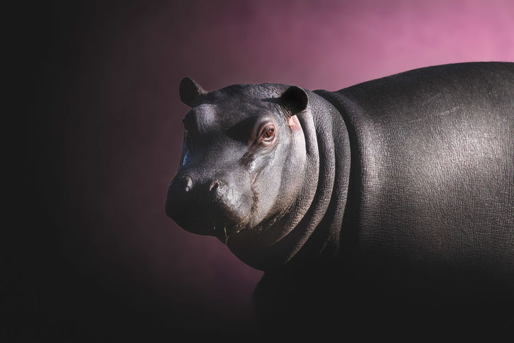 Close-up of hippo looking away against black background