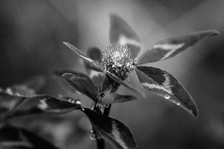 Close-up of wilted flower plant