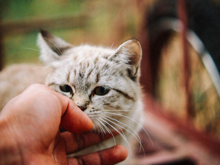 Close-up of person hand with kitten