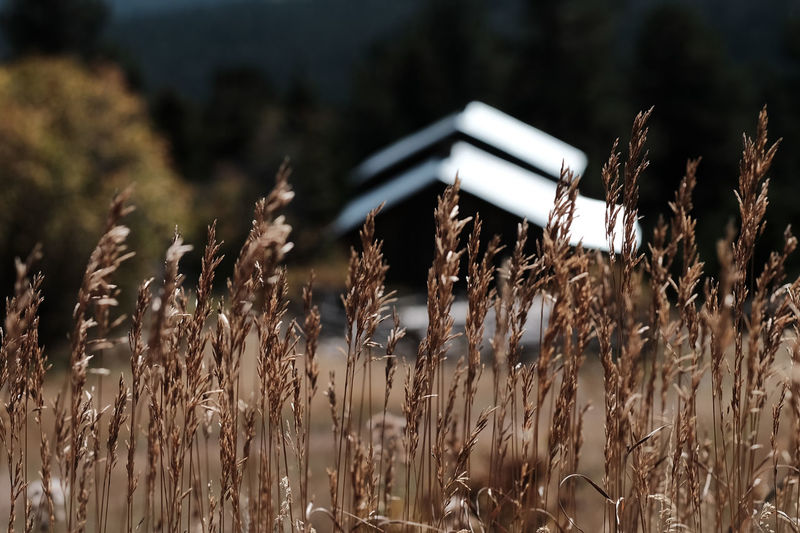Close-up of crops on field