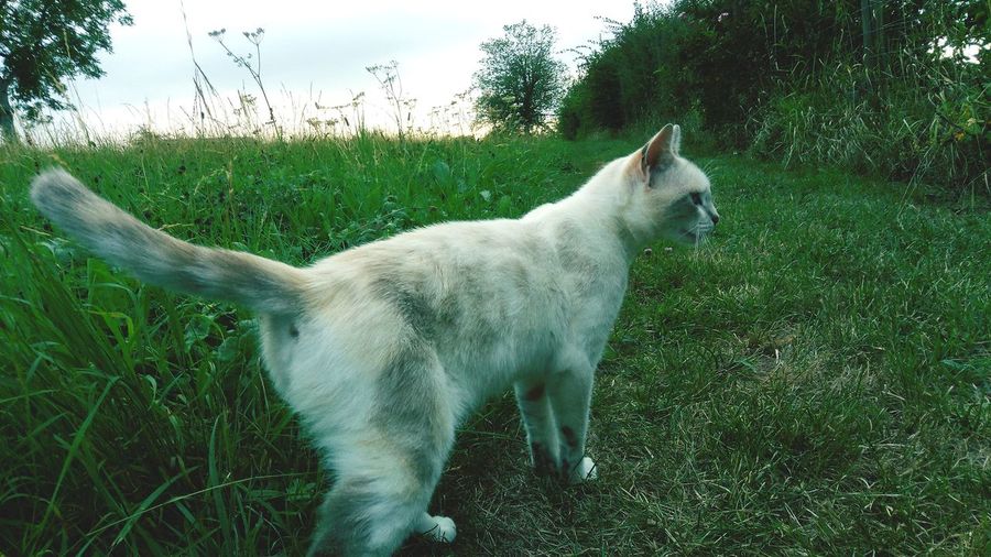 Cat standing in a field