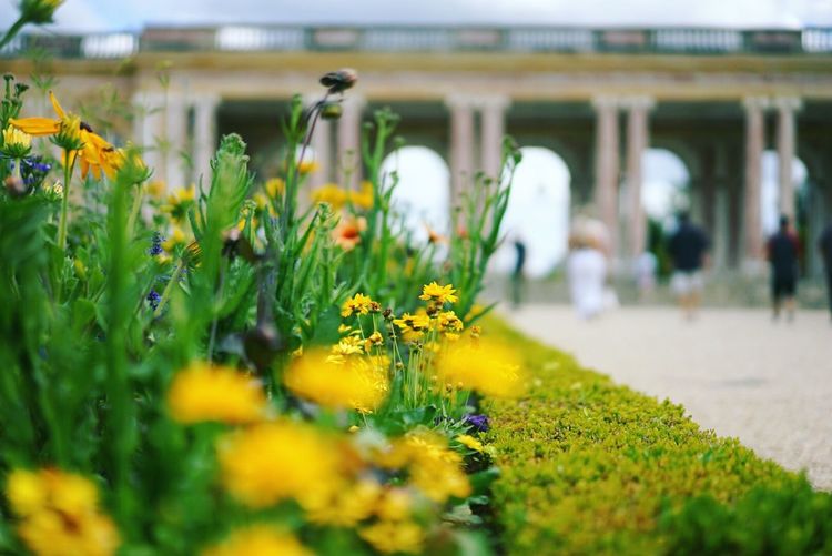 Yellow flowers growing at palace of versailles