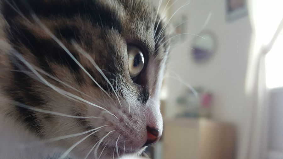 Extreme close-up of face of cat