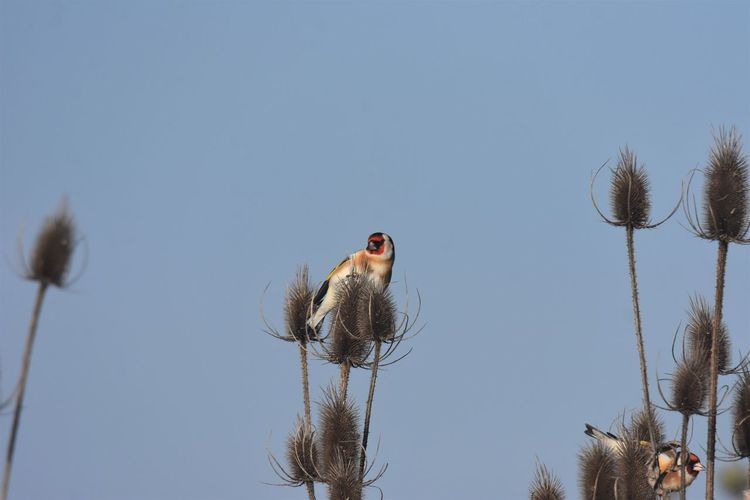 Low angle view of goldfinch perching on plant against sky