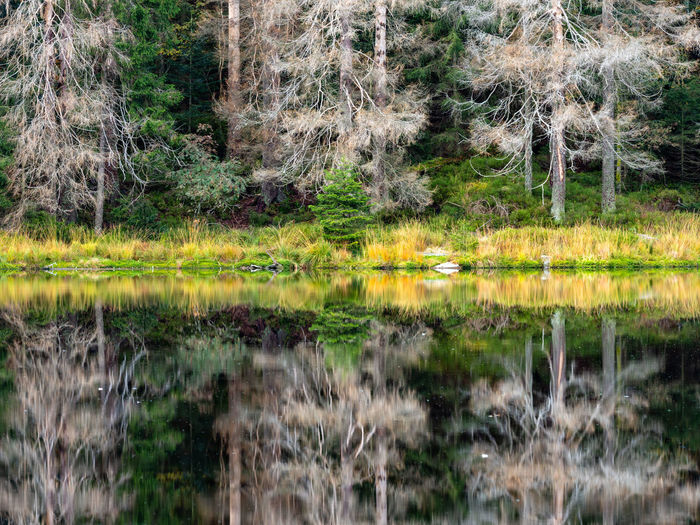 Scenic view of lake in forest