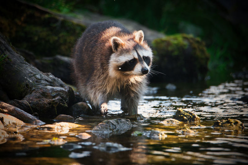 Close up of a racoon in water