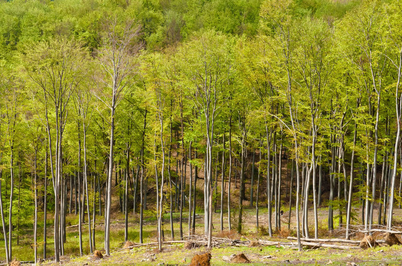 View of bamboo trees in forest