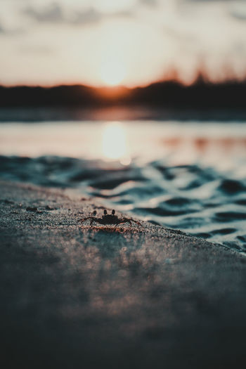Close-up of crab on beach during sunset