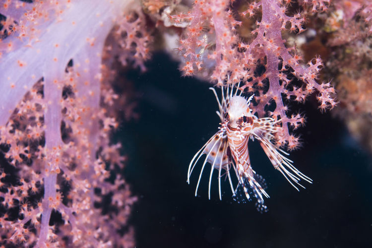 Close-up ,red lionfish