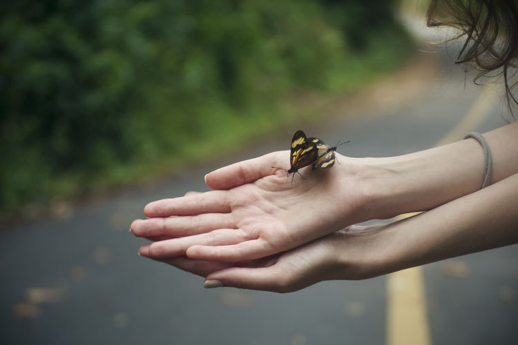 Close-up of butterflieson hand