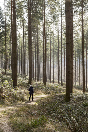 Man walking on pine trees in forest