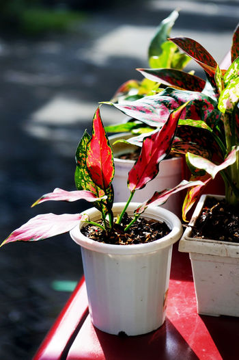 Developing aglonema or colorful ornamental leaf plants 