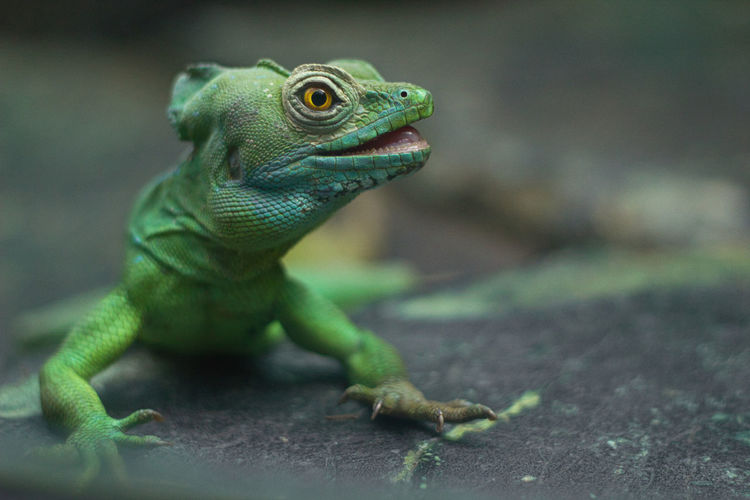 Extreme close-up of green lizard looking away on rock