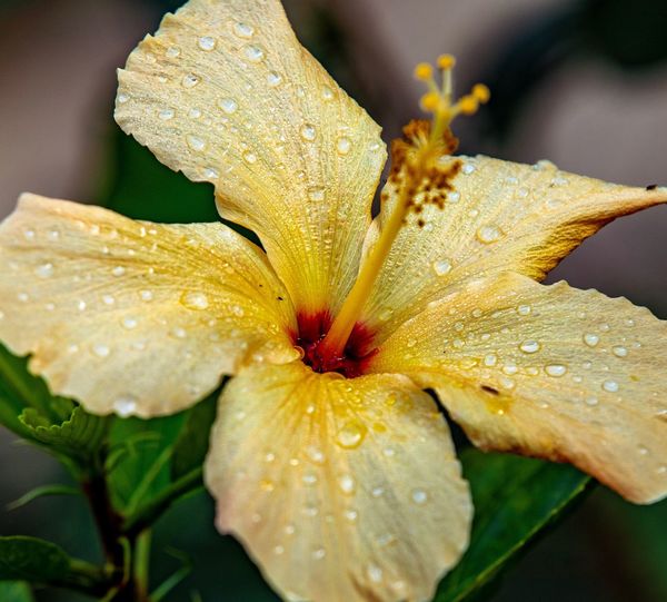 Close-up of wet yellow lily blooming outdoors