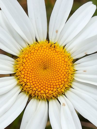 Close-up of white daisy flower