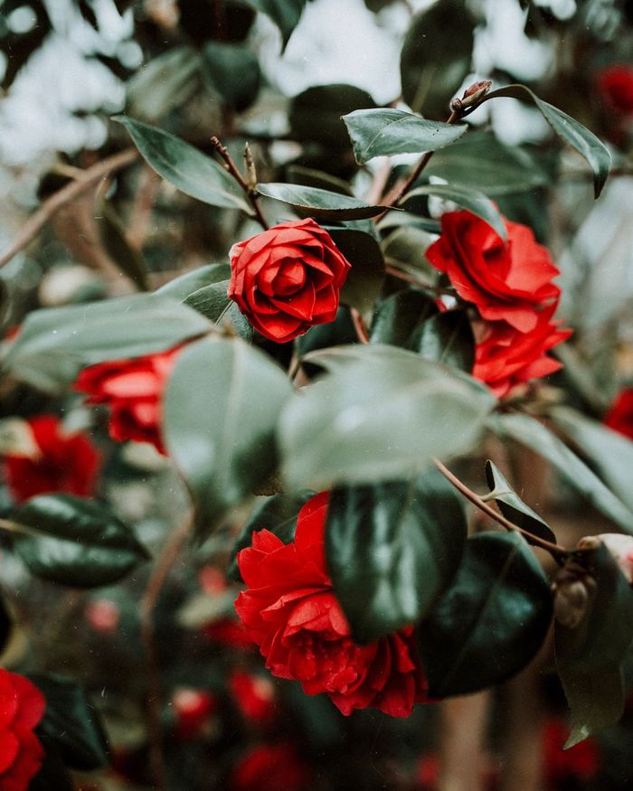 CLOSE-UP OF RED ROSES ON PLANT