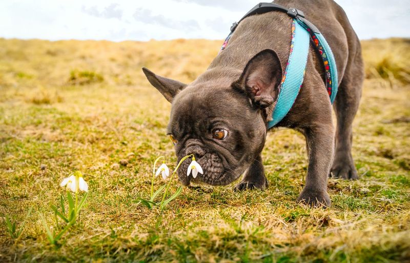 French bulldog dog sniffing snowdrop flower on mountain meadow