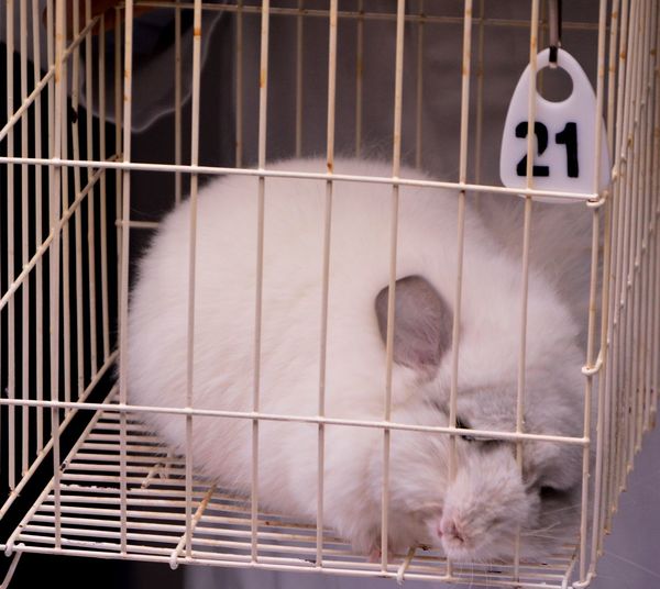 Close-up of cat in cage