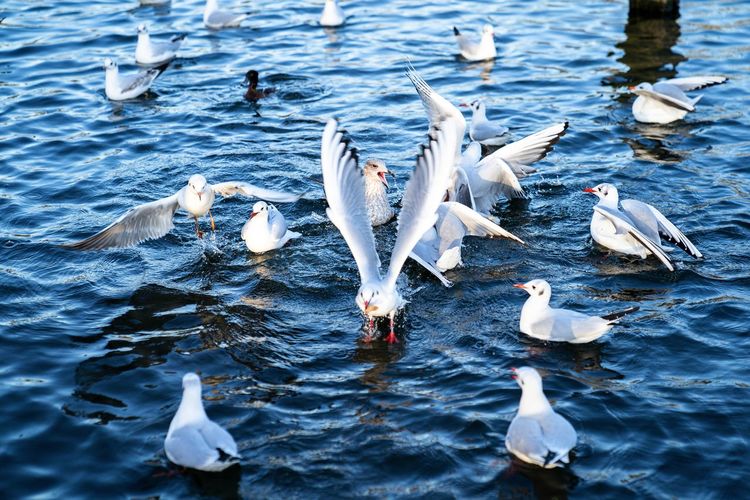 Swans swimming in lake