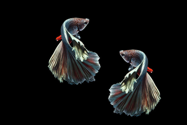 Close-up of siamese fighting fish swimming in tank against black background