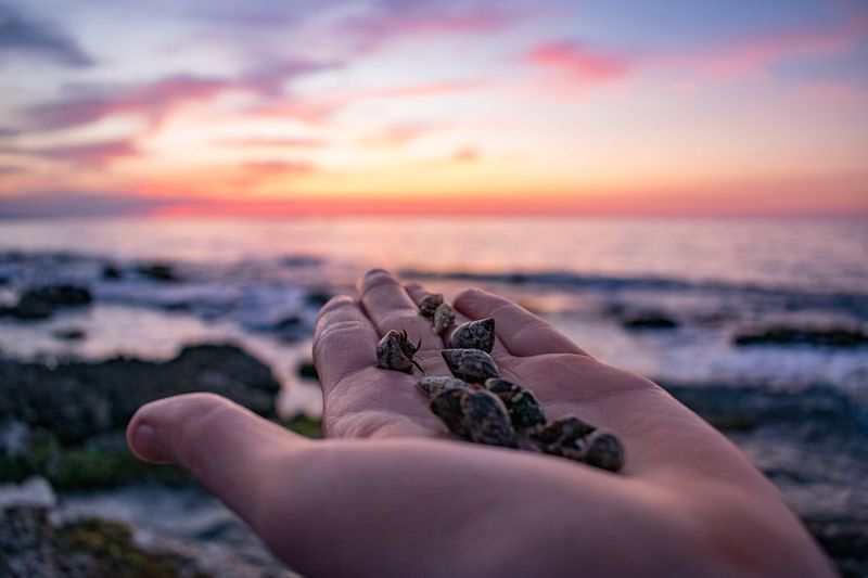 Cropped hand of person holding seashells at beach against sky during sunset