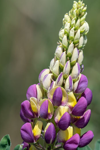 Close up of a purple and yellow lupin flower in bloom