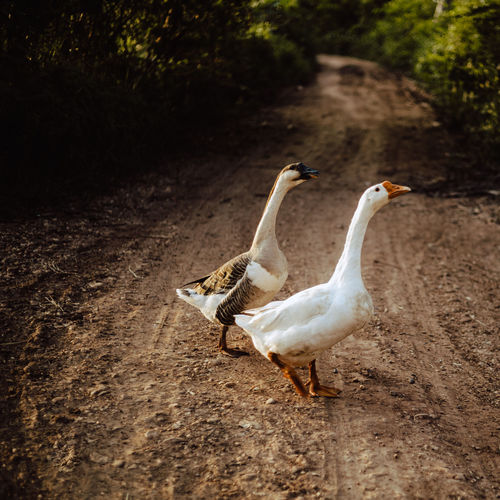 White goose family walking in lake