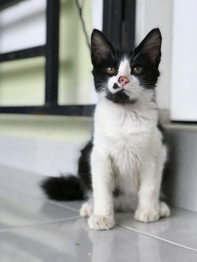 Portrait of a cat