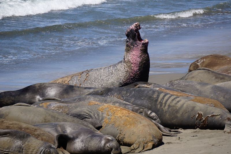Elephant seals at beach