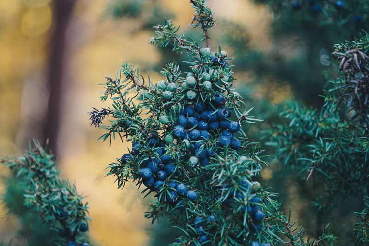 Close-up of juniper berries growing on tree