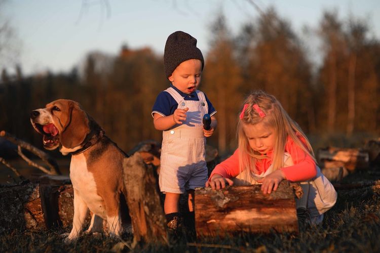 Siblings playing with wood by dog on field against trees in forest during sunset