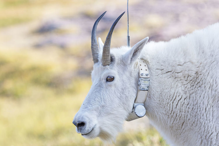 Mountain goat with a radio tracking collar in glacier national park in montana