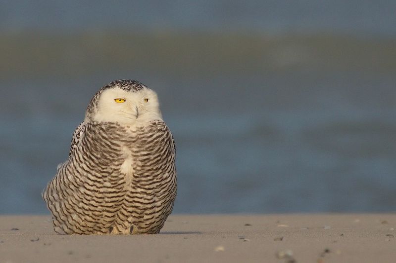 View of snowy owl perched on sand