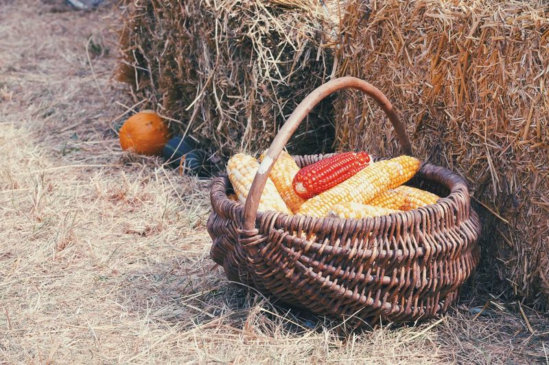 Fruits in basket on field