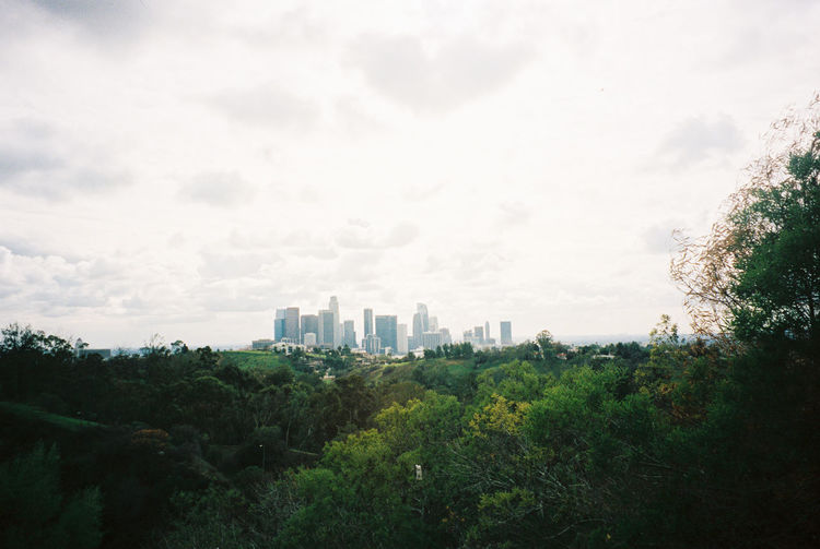 Trees and cityscape against sky