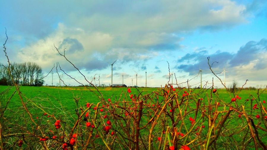 Close-up of crops growing on field against sky