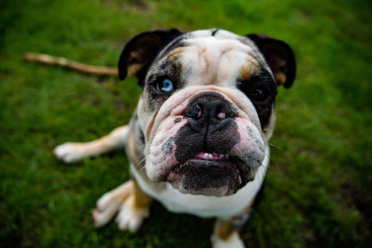 Close-up portrait of dog on grass united kingdom 