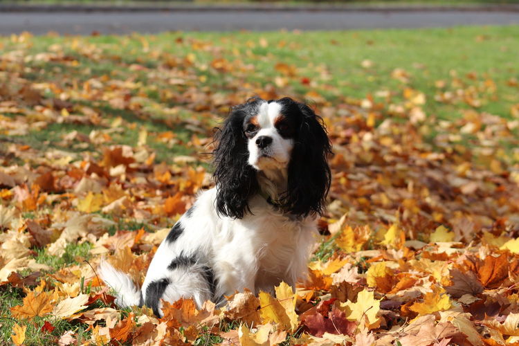 Dog on field during autumn