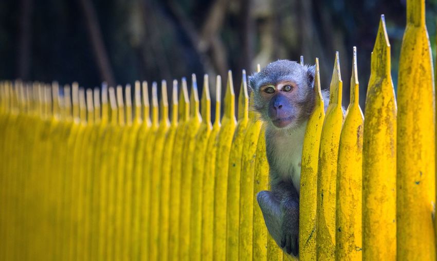 Close-up portrait of monkey by yellow railing
